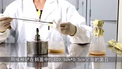 发酵工程基础实验-转摇瓶发酵