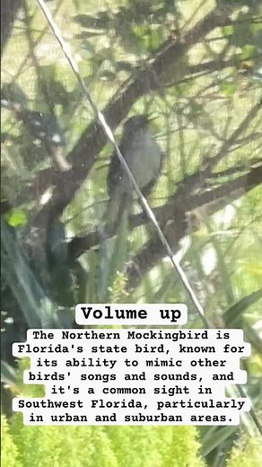 The Northern Mocking bird