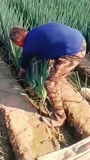 spring onion harvesting techniques #shorts #farming