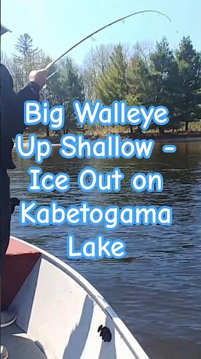 Big Walleye in Shallow Water | Post Ice-Out on Kabetogama Lake