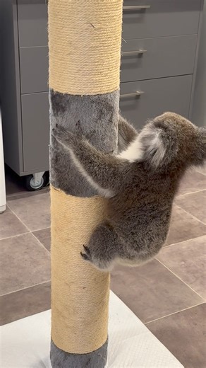 Emily and Kitty were full of jumping beans today with lots of play before settling down for their afternoon formula feed.🥰🐨💚🐨🥰 The full video was too long to post so make sure you check out part two….. ‘when drop bears are on the attack’😂🤣😂 | Koalas of Raymond Island