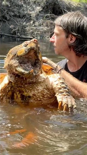 In the river with a Suwannee Alligator Snapping Turtle! #turtle