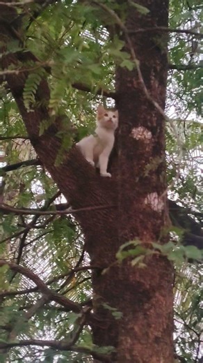 please for this cat 🐈😺😭😭