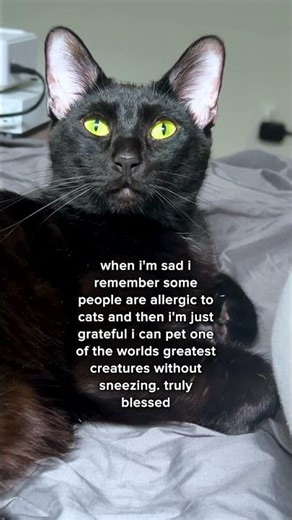 I can't be sad when I can pet every cat in the world