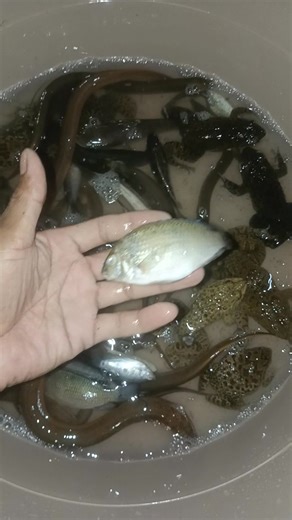 Pang-ulam lang Battery luwbat #widiaplatina #setrumplatina #fishshocker #FishStunner #ElectricInverter #capacitor #widia #fishing #vibrate #condenser | Ka Hun Ters