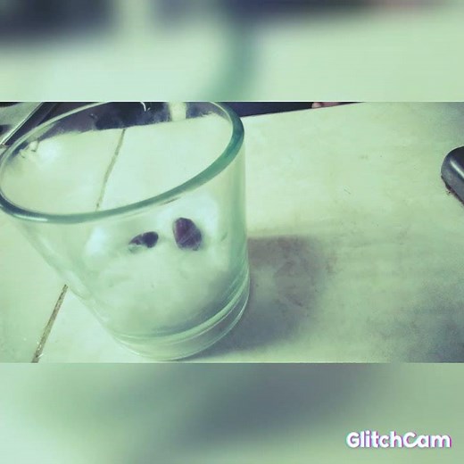 como germinar un frijol en casa con algodón