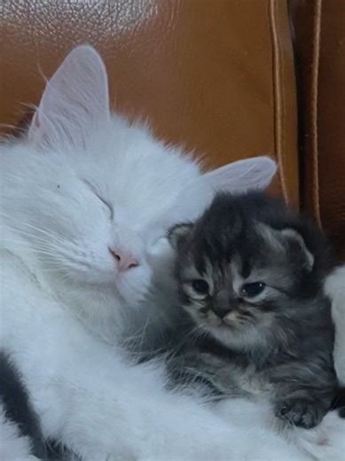Cute kitten videos: best cat moments on TikTok
