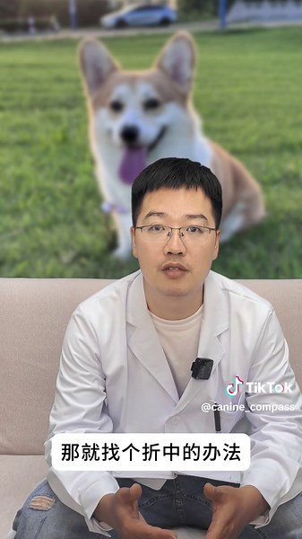 狗狗的日常反应与养狗经验分享