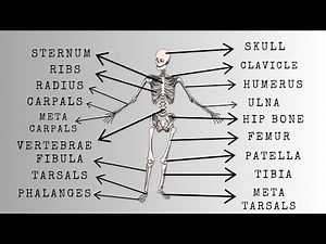Learn All the Bones of the Human Body | Complete Bone Names for Kids