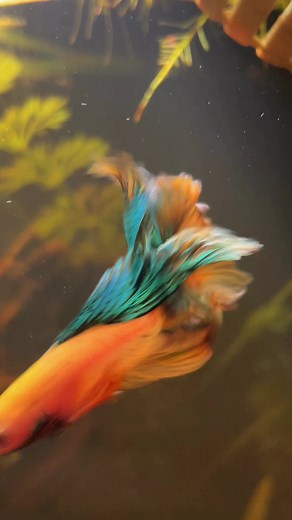 Top 10 Mistakes in Betta Fish Care to Avoid