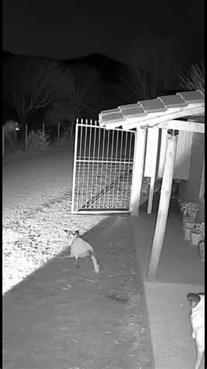 Skinwalker Encounter with Dog in U.S. Village