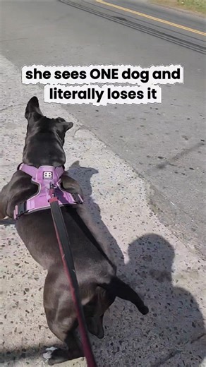 My Reactive Dog Goes CRAZY Every Time She Sees Another Dog #dogshorts #reactivedog #staffy #dogmom
