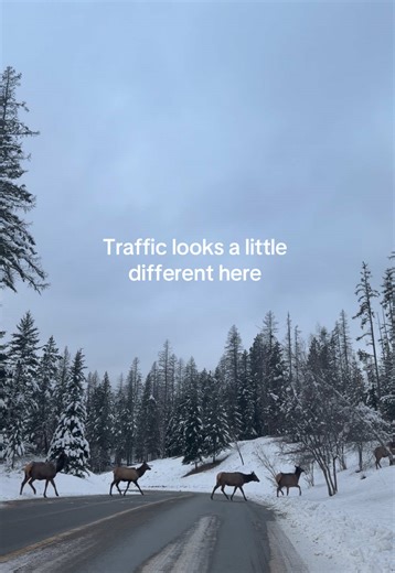 Enjoy the sound of their hooves on the road #montana #elk #winter #mountainlife #wildlife
