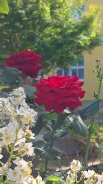 장미꽃🌹#엄청큰장미#붉은장미#아름다운#봄#꽃#큰꽃#예쁜#빨간장미꽃#대박#흑장미#shorts