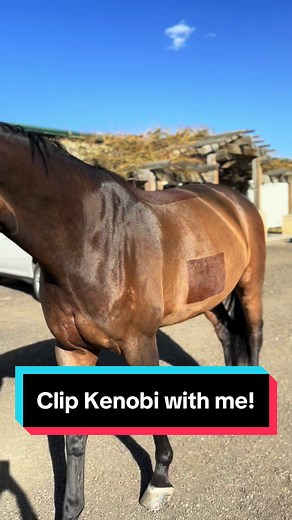 Clipping Kenobi: Full Body & Patch Clip | Winter Horse Grooming