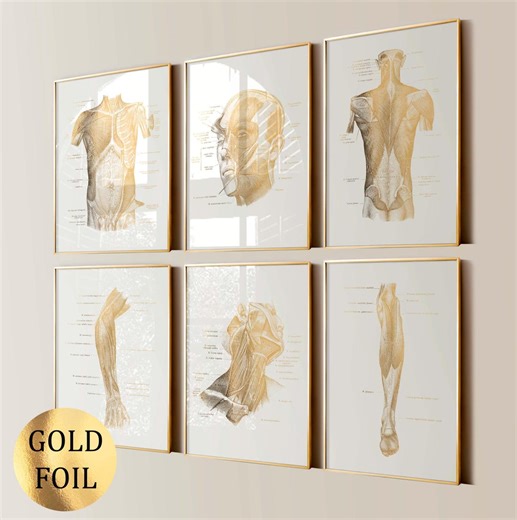 6 Gold Anatomy Art Human Muscular System Poster Medical Art Musculoskeletal System Diagram Massage Clinic Wall Decor Gold Foil Print