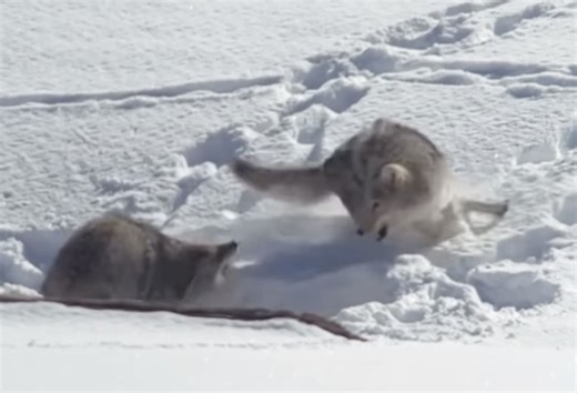 Hungry Coyotes Battle Over Bison Carcass Inside Yellowstone National Park
