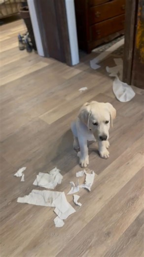 Oh Chip… day in the life of a breeder and dog owner 🧻🧻 Go check out Chip’s page! Meet Chip (Off the Old Block) 🐾❄️ Chip is a young dog with big paws to fill—and he’s doing it in style. As the son of CH Ridge View Frosty the Snoman CD JH, greatness clearly runs in his blood, but Chip is busy carving out a name all his own. Equal parts charm, confidence, and curiosity, he’s always ready for the next adventure, whether that’s in the ring, on the trail, or causing a little mischief along the way.