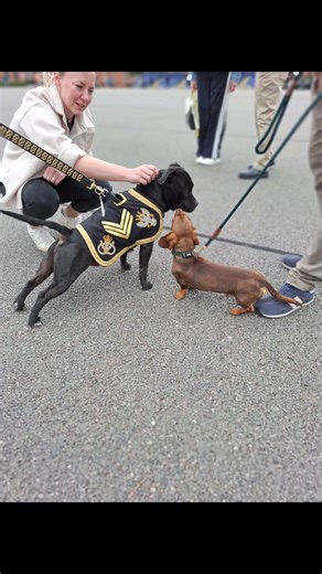 10K views · 912 reactions | Day 1569 #britisharmy #dmswhittington #staffordshireregimentmuseum Morning fun quick run down on our service family fun day. Happy two and four leggers abounded.♥️ VIVAT REX ICH DIEN ♥️ | Watchman | Facebook