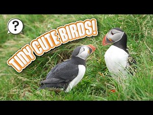 What are puffins? 🤔 | But Why Bites | Vermont Public PBS
