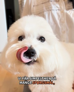 Mange tror, at Sallys sne-hvide pels er resultatet af lidt smart photoshop... 🐶✨ Sandheden er, at det er hendes foder 😱 Vi har gennem det sidste års tid fodret hende med Wellness Core der er fyldt med næring, der plejer både krop og pels, hvilket er med til at give hende den flotte hvide pels uden misfarvninger og røde tårestriber✨✨ Lidt info on det velsmagende hundefoder: Spækket med næringsstoffer og med lam som eneste protein kilde. -Singleprotein - Lam som eneste proteinkilde -Hypoallergen