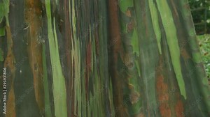 Close-up of Eucalyptus bark on tree in Hawaii