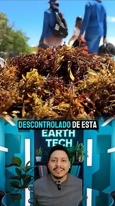 Están conviertiendo la plaga marina en biofertilizantes #puntacana | Earth Tech