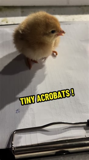 📝 RIGHTING REFLEX in Chicks : The righting reflex is a natural behavior in chicks where they can flip themselves over from their back to their feet typically within 3 - 5 seconds