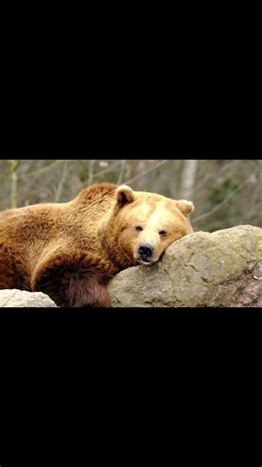 What does a bear sound like? | Real bear growling sound