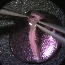 Video: Culture of Isolated Floor Plate Tissue and Production of Conditioned Medium to Assess Functional Properties of Floor Plate-released Signals