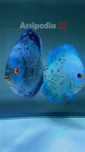Discus fish giving birth