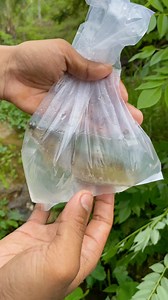 Mancing ikan dirawa gunung🤤 #465 ful di YT:Bang Tiko {KOO KIKO} https://youtube.com/@_kookiko #kookiko | _kookiko2