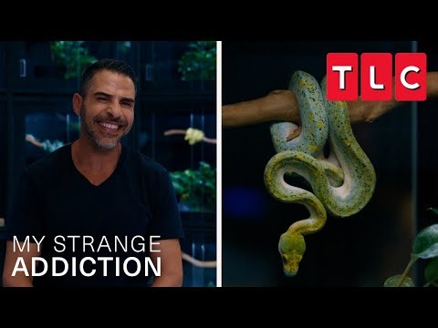 What It's Like Living With 100 Snakes | My Strange Addiction | TLC