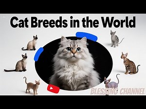 20 Most Beautiful Cat Breeds in the World 🐾
