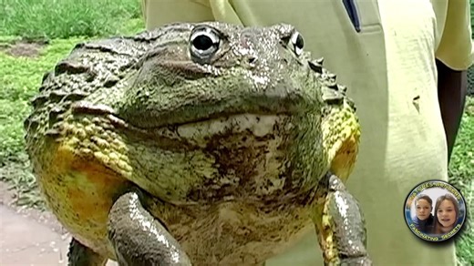 THE SWAMP MONSTER SPECTACLE - ASMR Proof that swamp Monsters are still alive in African swamps Frog 