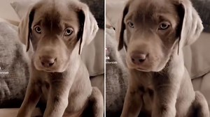 I bought a £2k purebred Labrador with papers but he grew up completely different