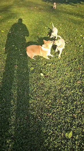 16 reactions | Yellow/polar Lab Puppies! #labpuppies #yellowlab #yellowlabsofinstagram | Twin Bridges Kennels | Facebook