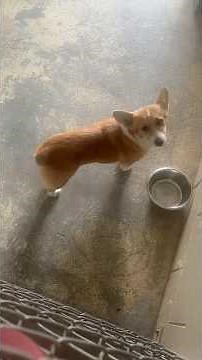 ADOPTED My name is Genie. I’m a Corgi Pembroke Welsh. @vocalforpets
