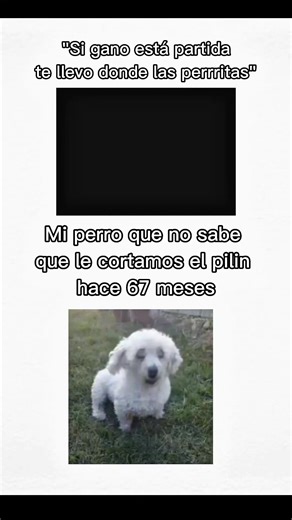 #freefire #todorojofreefire #miperro #CONTENIDO #insanos | free fire videos