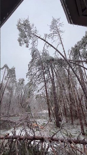 Ice Storm Causes Trees to Snap