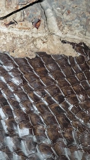 #fossils #fossil #paleontology #geology #dinosaurs #dinosaur #nature #science #fossilhunting #prehistoric #jurassicpark #jurassic #fossilhunter #jurassicworld #gar #rocks #fossiladdict #palaeontology #art #crystals #naturalhistory #ammonites #paleontologist #paleoart #megalodon #geologyrocks #garfish #fypシ #love #drivin #fyp #prep