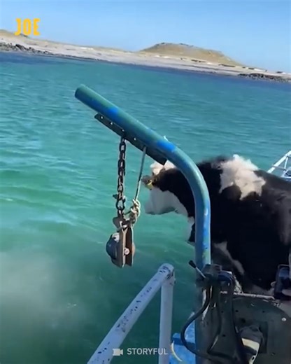 I've never seen a cow do this before 😮 | JOE.co.uk
