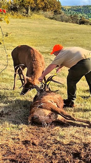 Heartfelt Elk Rescue | Freed and Back to the Wild 🦌❤️#challenge#rescue#elk#amazing#moments#