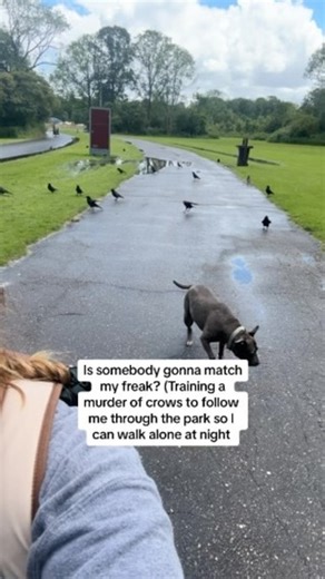 Progress update: the crows in both our favorite parks now recognize us. They come flocking the second they see Maggie or me. They seem to not be overly afraid of Maggie though she enjoys chasing them. For Maggie it’s a game, hopefully the crows feel the same 😌 #crazyanimallady #dogmom #crows | Maggiepotamus