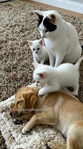 Funny moments these pets are cute 🥰 | Animals Love Bond