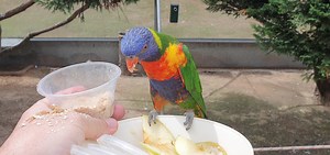 Canberra Walk In Aviary where you get up close to the birds. | My Gungahlin