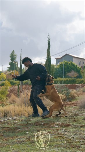 At just 13 months, Boris is already dominating hidden sleeve work, executing new scenarios under pressure, and holding an off-leash guard command with absolute authority. | Israel Protection K9
