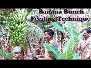 Banana Bunch Feeding Technique in banana farming | Banana tree fertilization