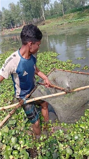 How hidden fish are caught under water hyacinths in the village. #alienfish