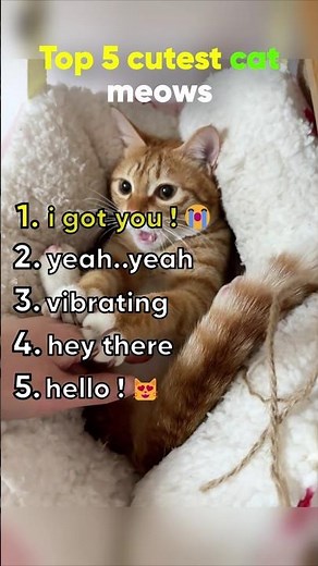 make sure you have your volume up to enjoy these cute meows 🥹❤️ #cat
